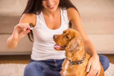 Flavored Capsules for Pets: A Great Solution for a Significant Problem