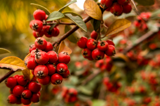 Health Benefits of Hawthorn Berry - Capsuline