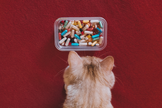 5 Signs Your Cat is in Pain - Capsuline