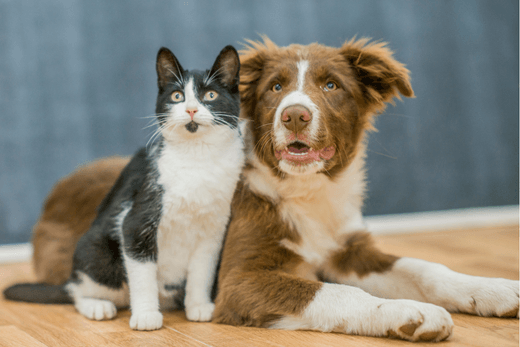 Caring for Your Pet Naturally in 2021 - Capsuline