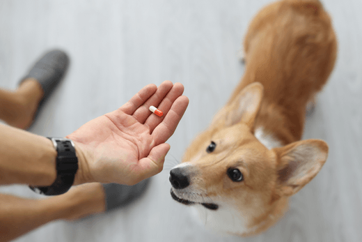 Chicken Flavored Capsules: A lifesaver when medicating your pet - Capsuline