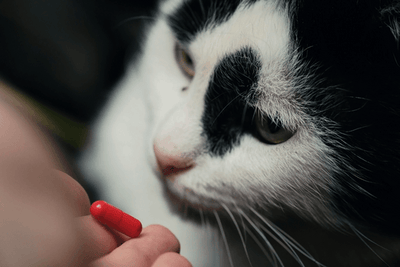 The Best Tips and Tricks to Pill your Cat